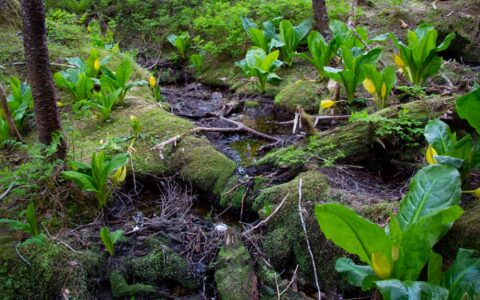 Verdant green rainforest discovered on a hike during the Sea Wolf Southeast Alaska Adventure cruise.