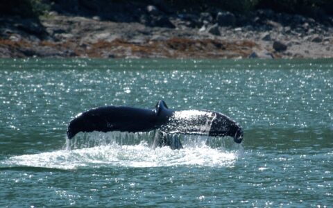 Whale fluke in silty blue water viewed from the deck of the Sea Wolf Alaska small ship.