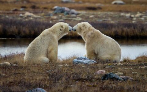 Two polar bears on a riverbank nuzzling each other.