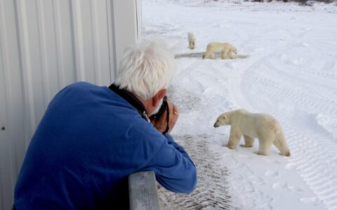 A man with white hair wearing blue fleece leans over railing of tundra lodge to photograph 3 polar bears walking on snow below