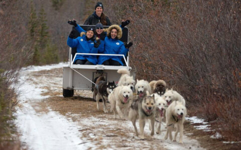 Group of Tundra Lodge Canadian Arctic travelers in blue down jackets ride in a dogsledding wagon among snow & scrub brush.