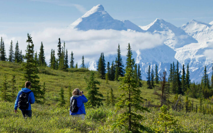 Hikers in blue jackets walk in tall green grass while photographing snow-covered Mt. Denali on the Ultimate Alaska Adventure.