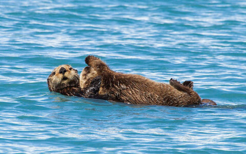 2 sea otters with brown fur float on their backs in blue water, seen on the Ultimate Alaska Adventure tour.