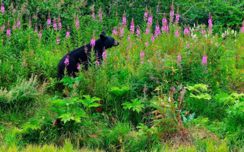A black bear around the Kenai National Wildlife Refuge one of many different animals to see on this Ultimate Alaska Adventure