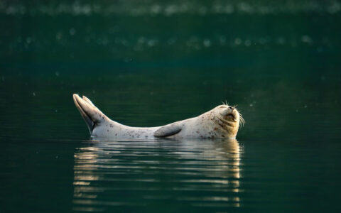 A cute seal plays in the waters around the Kenai National Wildlife Refuge one of many different animals to see on this Ultimate Alaska Adventure