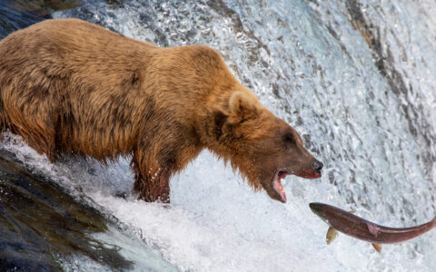 Big brown grizzly bear opens its mouth as a salmon jumps up a waterfall, seen during the Ultimate Alaska Wildlife Safari.
