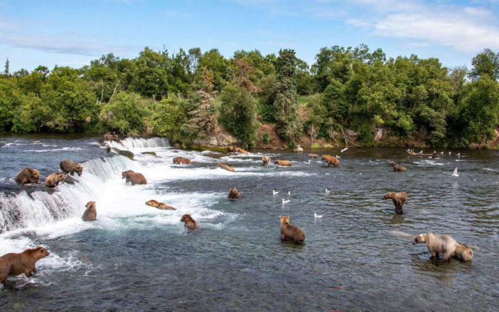 Brown grizzly bears fish for salmon in a river's small waterfall at Brooks Falls, seen on the Ultimate Alaska Wildlife Safari.