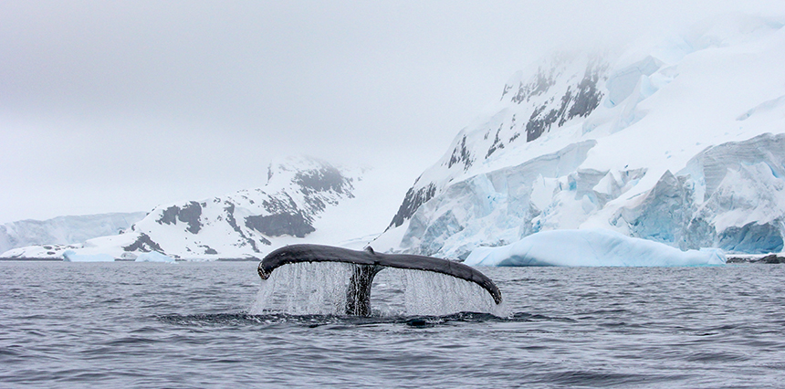 Humpback whale tail with water falling from it as the whale dives underwater, snow covered shoreline and mountains around it.