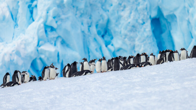 Large group of black & white gentoo penguins walks up a snowy hill backed by blue glacier ice in Antarctica.
