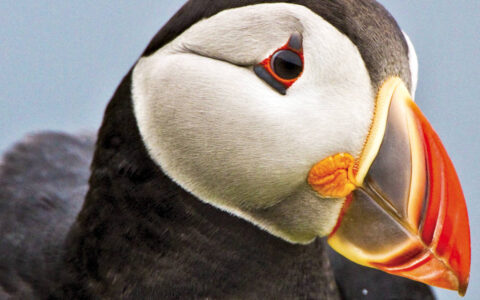 Close up of an Atlantic puffin bird with a bright orange, red, and yellow beak