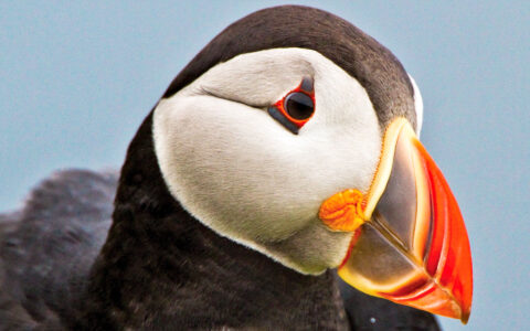 Close up of an Atlantic puffin bird with a bright orange, red, and yellow beak