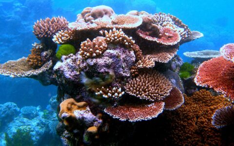 A colorful coral outcrop on Flynn Reef, part of the Belize Barrier Reef, seen during a Belize sailboat charter.