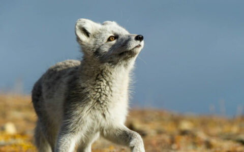A white arctic fox sniffs the air in a grassy field with one leg poised up.