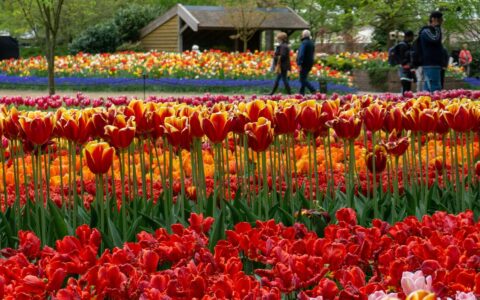 Bright red and yellow tulips in a beautiful garden in Amsterdam Netherlands on a bright sunny day