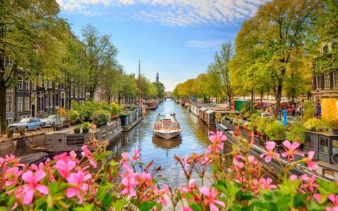 Small river boat cruising through the canals of Amsterdam on a bright sunny day with bright pink flowers hanging over the bridge