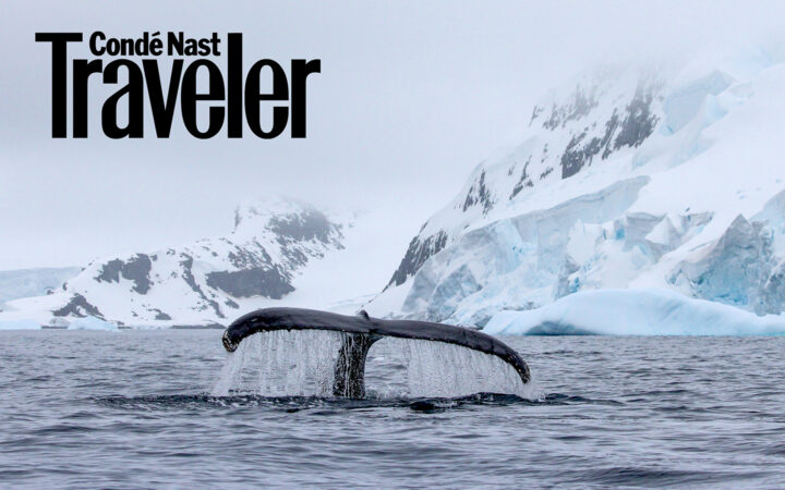 Humpback whale tail with water falling from it as the whale dives underwater, snow covered shoreline and mountains around it.