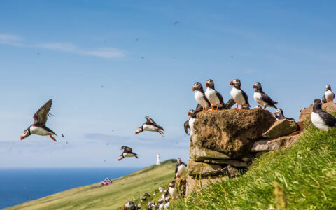 group of puffins taking flight off from a green grassy waterside spot