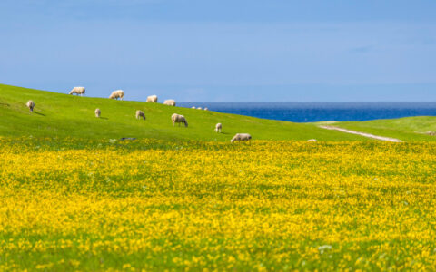 Flock of sheep walk atop a bright green field with yellow flowers overlooking deep blue sea on a sunny day in Norway.