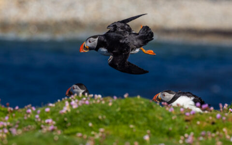 Puffin with black & white feathers & orange beak flies along cliffside with bright green grass & small purple flowers in Norway.