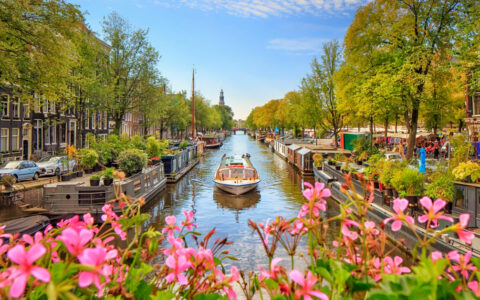 Small river boat cruising through the canals of Amsterdam on a bright sunny day with bright pink flowers hanging over the bridge