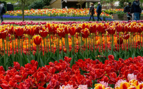 Bright red and yellow tulips in a beautiful garden in Amsterdam Netherlands on a bright sunny day