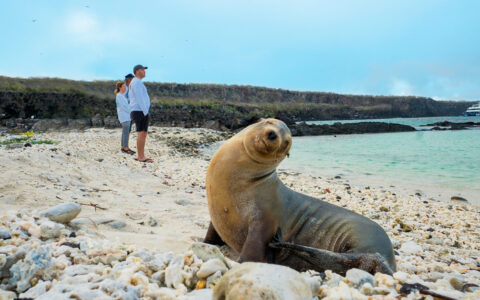 Sea Lion on the beach in the Galapagos islands tilting its head with travelers walking behind on the beach