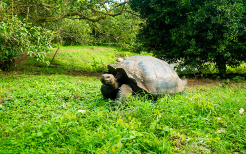 Giant Tortoise talking through a green grassy habitat