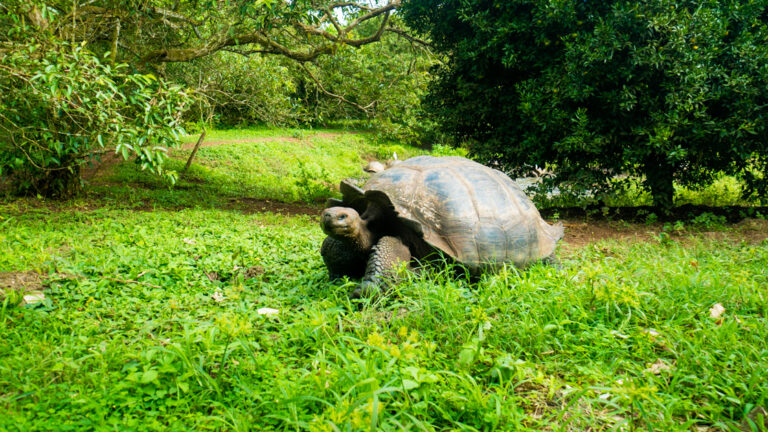 Giant Tortoise talking through a green grassy habitat