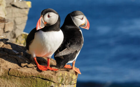 Two puffins seen up close in Iceland