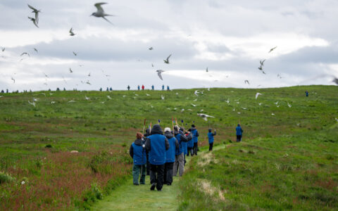 Small group of Iceland's Westfjords & North Coast cruise guests in blue jackets walk a mowed grass path as birds fly above.