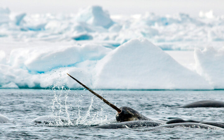 A narwhal's horn and head seen in the water among others in a pod in front of a large iceberg