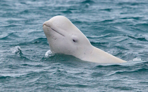 A white beluga whale peeks its head out of the water