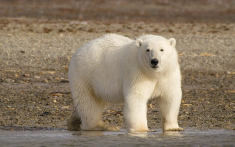 A polar bear on a brown tundra shore faces the camera while standing
