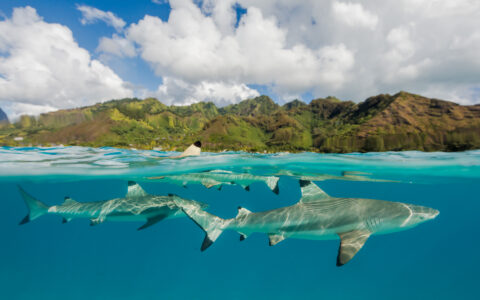 Sharks swim just below the surface in clear turquoise water with tropical islands behind on a Society & Tuamotu Islands cruise.