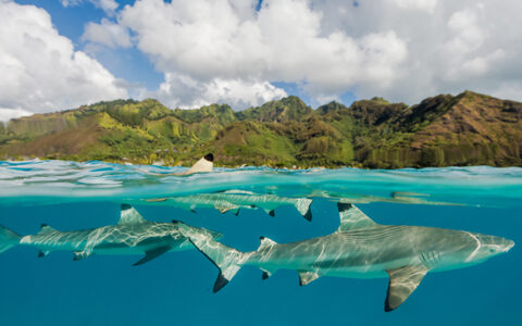 Sharks swim just below the surface in clear turquoise water with tropical islands behind on a Society & Tuamotu Islands cruise.