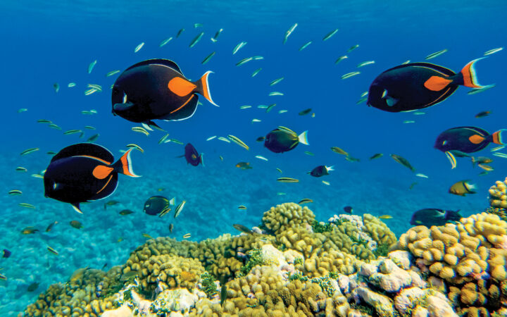 School of black & orange tropical fish swim above a green coral reef in blue-green water, seen on a Society Islands cruise.