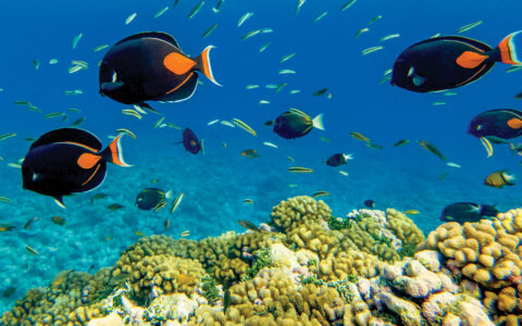 School of black & orange tropical fish swim above a green coral reef in blue-green water, seen on a Society Islands cruise.