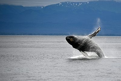 Against a dark blue mountain range a humpback whale breaches from the water, you can almost see it's entire body minus the tail.