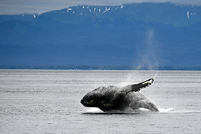 Against a dark blue mountain range a humpback whale breaches from the water, almost parallel with the water as it lands back to the surface.