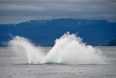 Against a dark blue mountain range a massive water splash is all that is left after a humpback whale breaches from the water.