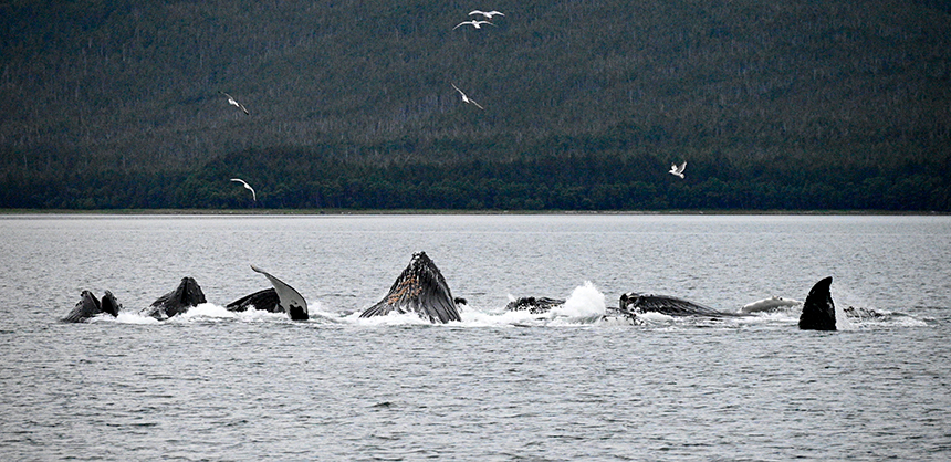 A group of humpbacks feeding together all at once in Alaska, you can see mouths, tails and fins, with a forested hillside behind them and birds overhead.