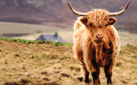 Scottish highlander cattle with long horns and a long orange brown wooly coat