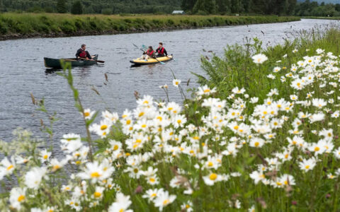 2 kayakers traveling through a small waterway full of fresh fllowers and green grass