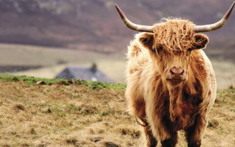 Scottish highlander cattle with long horns and a long orange brown wooly coat