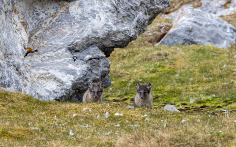 2 arctic fox cubs peer over a grassy knoll near gray rocks during the Spitsbergen: Realm of the Ice Bear Cruise.