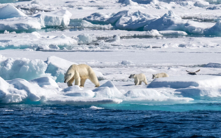 Mother polar bear with 2 cubs walks on pack ice at the water's edge on a sunny day during the Spitsbergen: Realm of the Ice Bear Cruise.