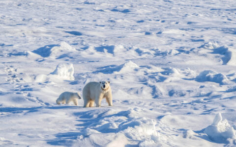 Mom and cub polar bears venture across the snowy landscape leaving prints behind.