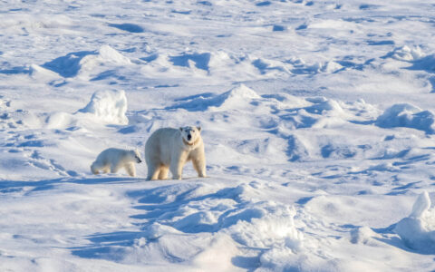 Mom and cub polarbears venture across the snowy landscape leaving prints behind.