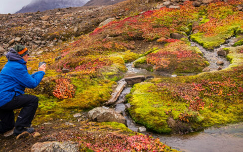A traveler photographs colorful Arctic tundra beside a stream during an expedition cruise.
