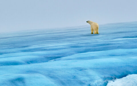 Lone polar bear raises its head while walking over large blue iceberg under hazy sky, seen during a Svalbard In Depth cruise.
